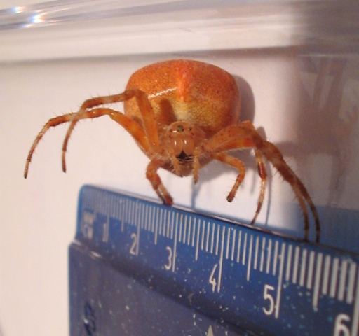 Araneus sp.